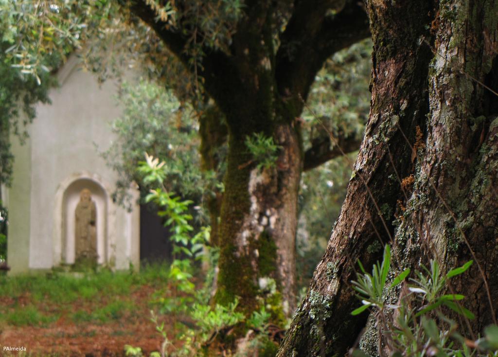 Quinta Do Cerquito Villa Ferreira do Zêzere Екстериор снимка