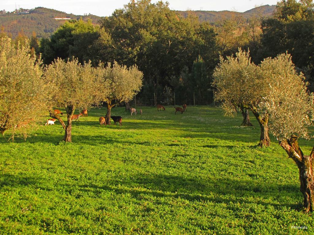 Quinta Do Cerquito Villa Ferreira do Zêzere Екстериор снимка