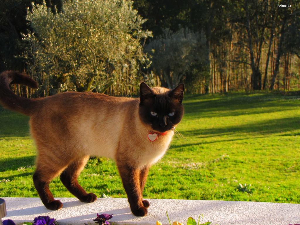 Quinta Do Cerquito Villa Ferreira do Zêzere Екстериор снимка