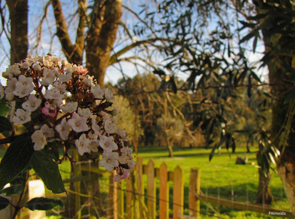Quinta Do Cerquito Villa Ferreira do Zêzere Екстериор снимка