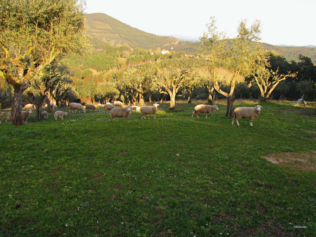 Quinta Do Cerquito Villa Ferreira do Zêzere Екстериор снимка